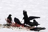 kruki Corvus corax