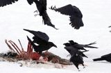 kruki Corvus corax