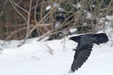 kruk, Corvus corax