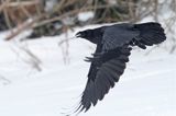 kruk, Corvus corax