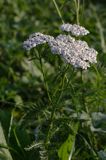 Achillea millefolium - Krwawnik pospolity