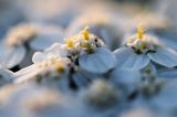 Krwawnik pospolity, Achillea millefolium, koszyczek kwiatowy