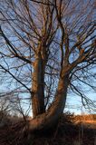 Splecione buki, Bieszczady, Fagus sylvatica