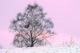 Zima, brzoza, zachód słońca, Bieszczady