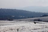 szadzie, Krywka, Bieszczady, eleń szlachetny, europejski, Cervus elaphus elaphus, jeleń karpacki, bieszczadzki w mroźny dzień, dwunastak