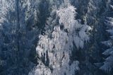 szadzie, Krywka, Bieszczady