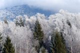 szadzie, Krywka, Bieszczady