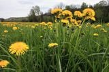 łąka z mniszkami koło wsi Krzywe, mniszek lekarski, Taraxacum officinale