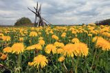 łąka z mleczami, widok ze wzgórza Krzywe Dział, gmina Dydnia, Pogórze Dynowskie