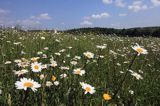 łąka na wzgórzu Krzywe Dział, gmina Dydnia, Pogórze Dynowskie