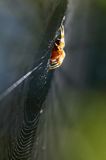 pająk krzyżak i pajęczyna, Araneus sp.