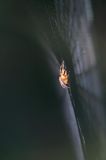 pająk krzyżak i pajęczyna, Araneus sp.