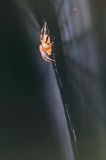 pająk krzyżak i pajęczyna, Araneus sp.