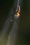 pająk krzyżak i pajęczyna, Araneus sp.