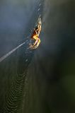 pająk krzyżak i pajęczyna, Araneus sp.