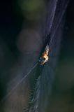 pająk krzyżak i pajęczyna, Araneus sp.