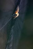 pająk krzyżak i pajęczyna, Araneus sp.