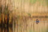 Kaczka krzyżówka, Anas platyrhynchos, samica