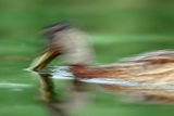 Kaczka krzyżówka, Anas platyrhynchos, impresja