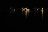 Kaczki krzyżówki, Anas platyrynchos, nocą