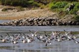 kaczki krzyżówki, Anas platyrhynchos, rzeka Wisła