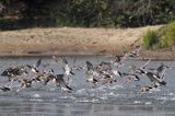 kaczki krzyżówki, Anas platyrhynchos, rzeka Wisła