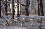 kaczki krzyżówki, Anas platyrynchos w parku Saskim Warszawa