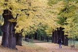 Książ, park