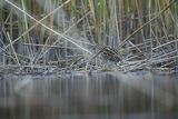 Bekas kszyk, kszyk, bekas baranek, Gallinago gallinago