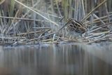 Bekas kszyk, kszyk, bekas baranek, Gallinago gallinago