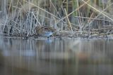 Bekas kszyk, kszyk, bekas baranek, Gallinago gallinago