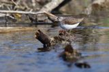 Brodziec piskliwy, brodziec krzykliwy, kuliczek piskliwy, piskliwiec, Actitis hypoleucos