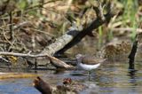 Brodziec piskliwy, brodziec krzykliwy, kuliczek piskliwy, piskliwiec, Actitis hypoleucos