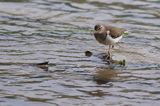 Brodziec piskliwy, brodziec krzykliwy, kuliczek piskliwy, piskliwiec, Actitis hypoleucos