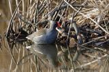 Kokoszka zwyczajna, kokoszka, kokoszka wodna, kurka wodna, Gallinula chloropus