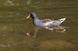 Kokoszka zwyczajna, kokoszka, kokoszka wodna, kurka wodna, Gallinula chloropus