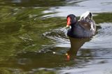 Kokoszka zwyczajna, kokoszka, kokoszka wodna, kurka wodna, Gallinula chloropus