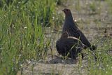 Kuropatwy na polu, Perdix perdix