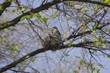 Kwiczoł Turdus pilaris) przy gnieździe