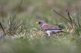 Kwiczoł Turdus pilaris) na łące