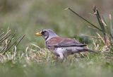 Kwiczoł Turdus pilaris) na łące