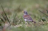 Kwiczoł Turdus pilaris) na łące