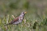 Kwiczoł Turdus pilaris) na łące