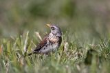 Kwiczoł Turdus pilaris) na łące