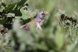 Kwiczoł Turdus pilaris) na łące