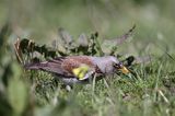 Kwiczoł Turdus pilaris) na łące