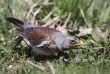 Kwiczoł Turdus pilaris) na łące