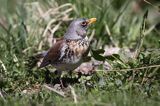 Kwiczoł Turdus pilaris) na łące