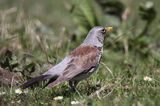 Kwiczoł Turdus pilaris) na łące