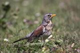 Kwiczoł Turdus pilaris) na łące